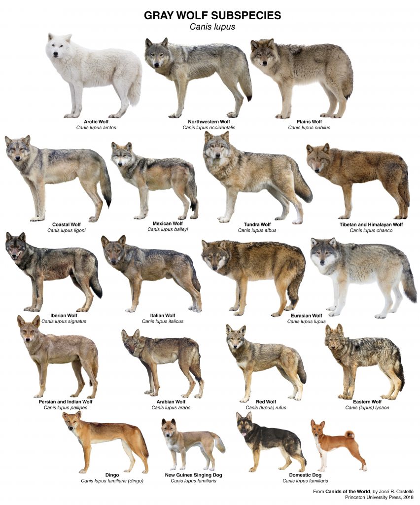 Gray wolves subespecies
