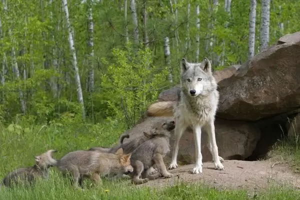 Lobo con cachorros