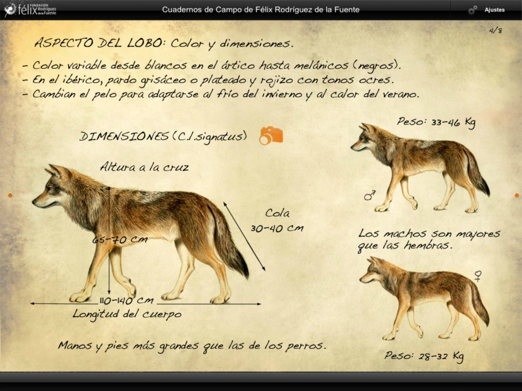 Canis Lupus Signatus Lobo ibérico