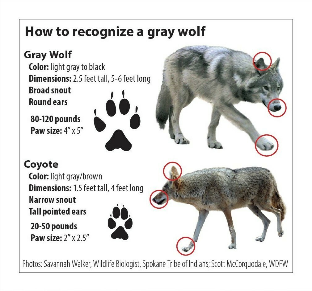 ¿ Como reconocer un lobo gris?