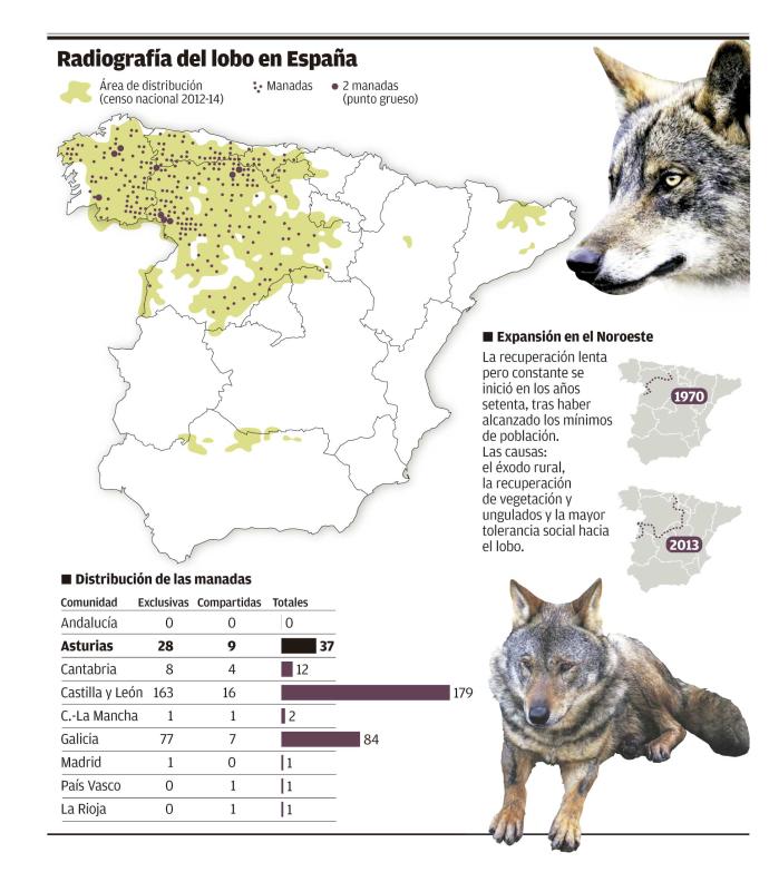 Situación del lobo en España