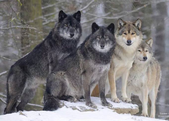 Manada lobos