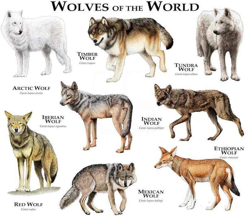 Wolves of the world